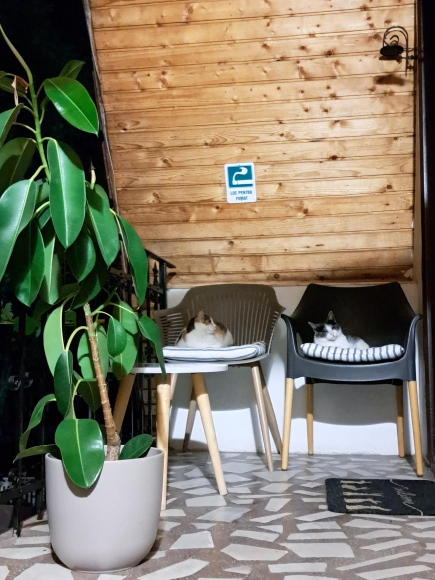 Nhà khách Piccola Italia Casa Racovita